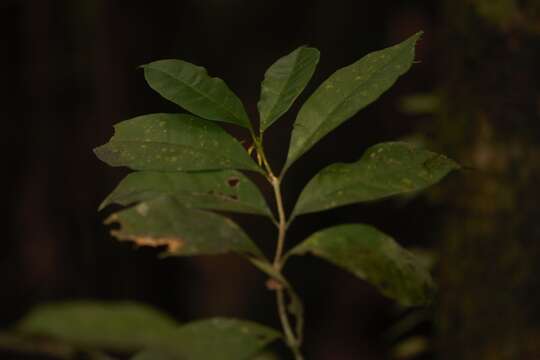 Image of Ixora aluminicola Steyerm.