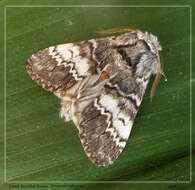 Image of Drymonia ruficornis Hüfnagel. 1766