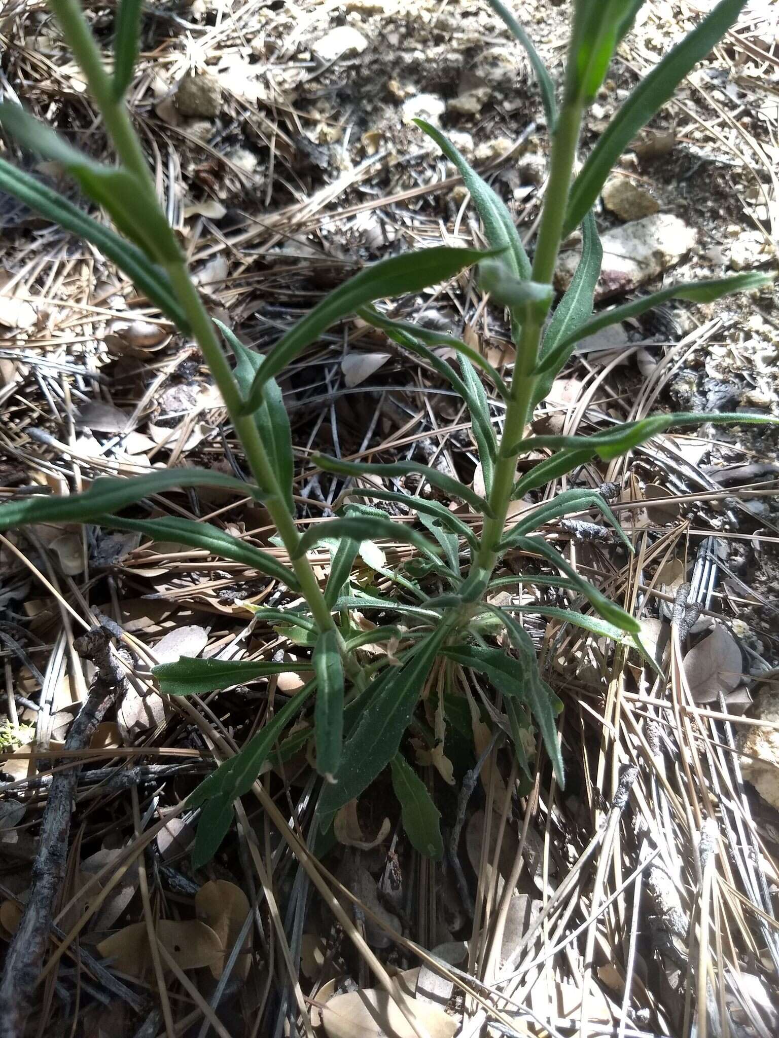 Image of California rockcress