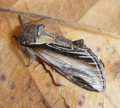 Image of Greater Swallow Prominent