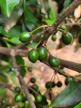 Image of Garcinia gardneriana (Planch. & Triana) D. C. Zappi