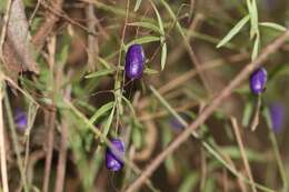 Imagem de Billardiera longiflora Labill.