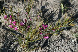 Image de Boronia nematophylla F. Müll.