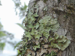 Image of Tremella parmeliarum Diederich 1996