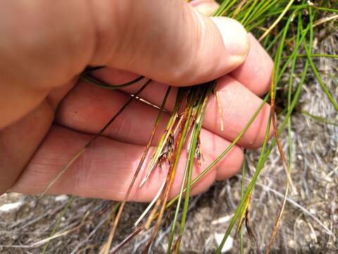 Image of Schoenus pauciflorus (Hook. fil.) Hook. fil.