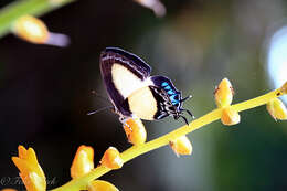 Слика од Hypolycaena danis (Felder & Felder 1865)