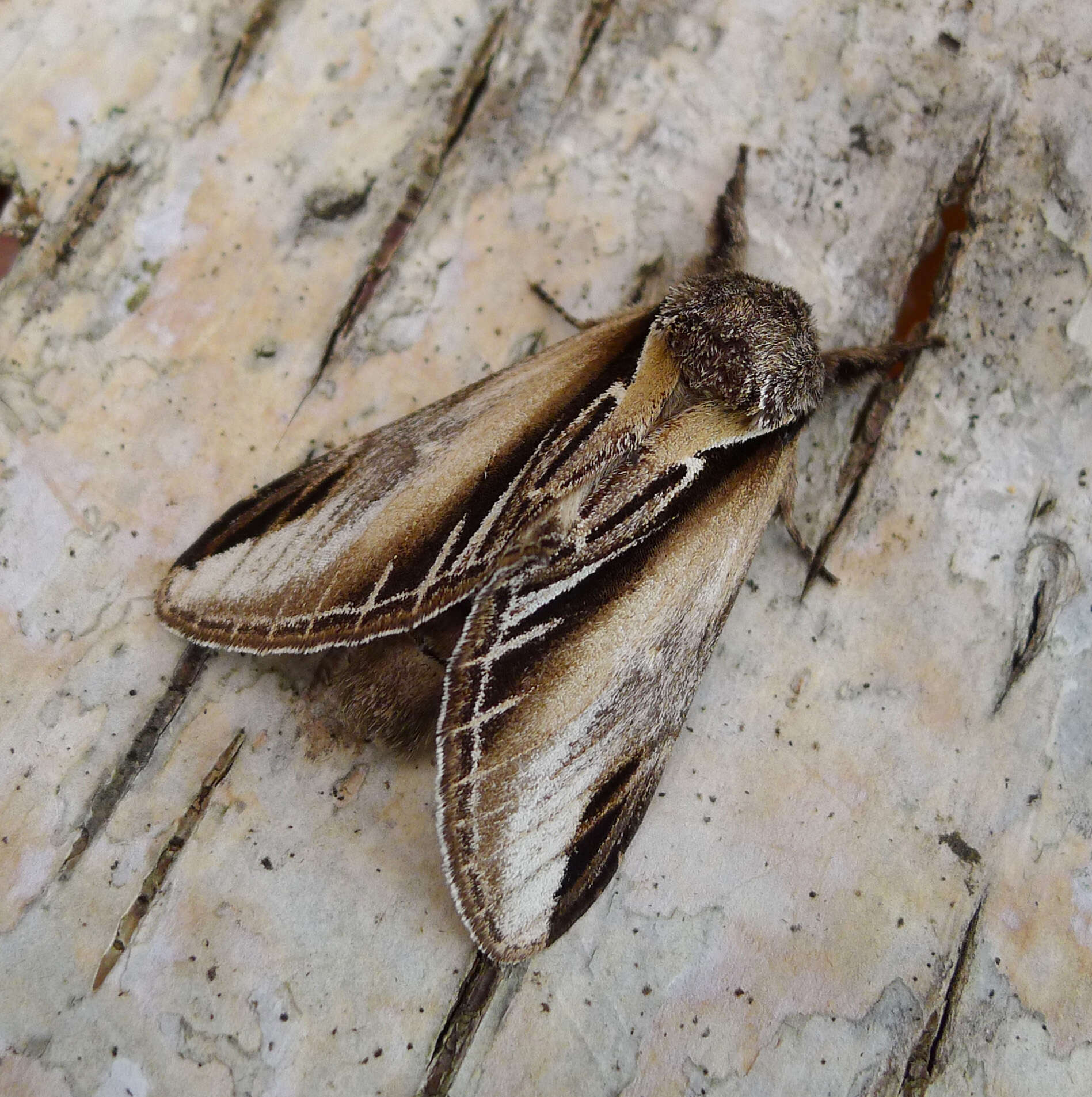 Image of Greater Swallow Prominent