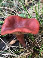 Plancia ëd Lactarius eucalypti O. K. Mill. & R. N. Hilton 1987