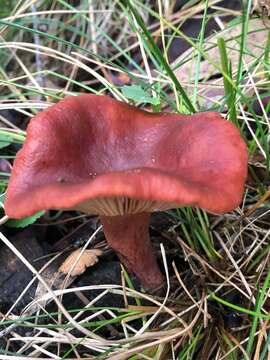 Imagem de Lactarius eucalypti O. K. Mill. & R. N. Hilton 1987