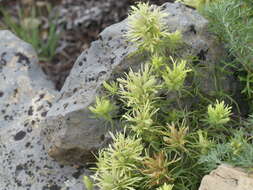 Image of deer Indian paintbrush