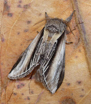 Image of Greater Swallow Prominent