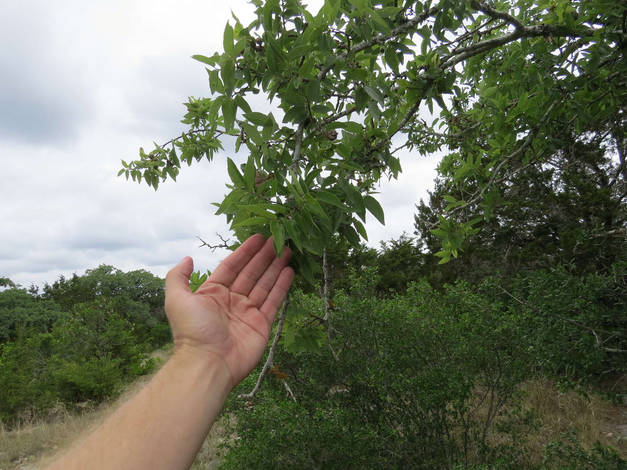 Celtis reticulata Boorsma 1907的圖片