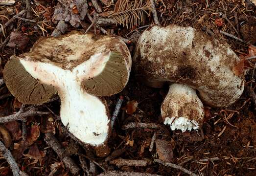 Image of Boletus subalpinus (Trappe & Thiers) Nuhn, Manfr. Binder, A. F. S. Taylor, Halling & Hibbett 2013