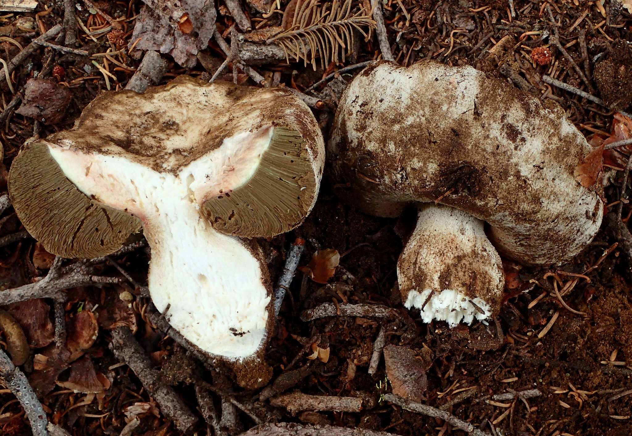 Boletus subalpinus (Trappe & Thiers) Nuhn, Manfr. Binder, A. F. S. Taylor, Halling & Hibbett 2013的圖片