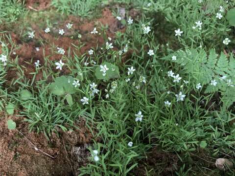 صورة Mononeuria cumberlandensis (Wofford & Kral) Dillenb. & Kadereit