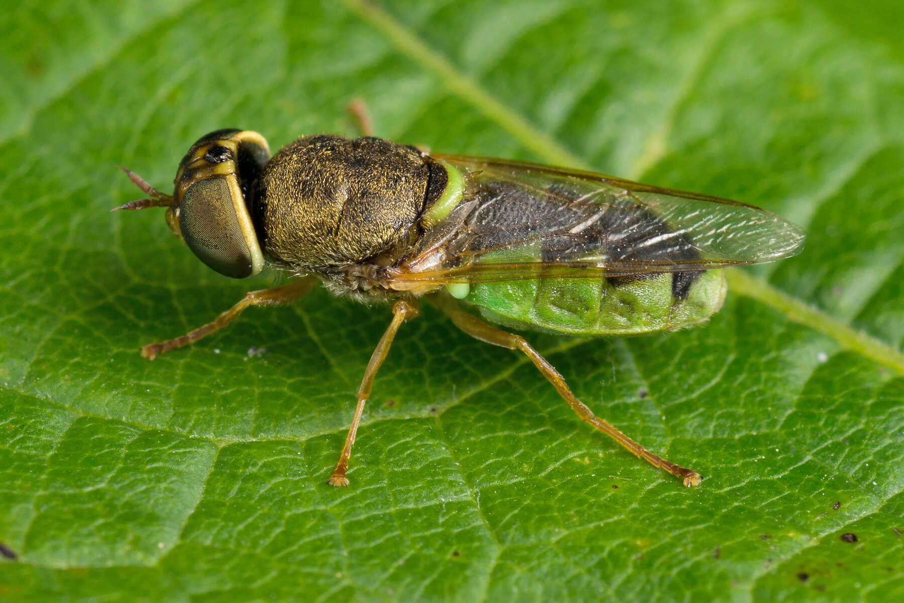 Image of Odontomyia angulata (Panzer 1798)