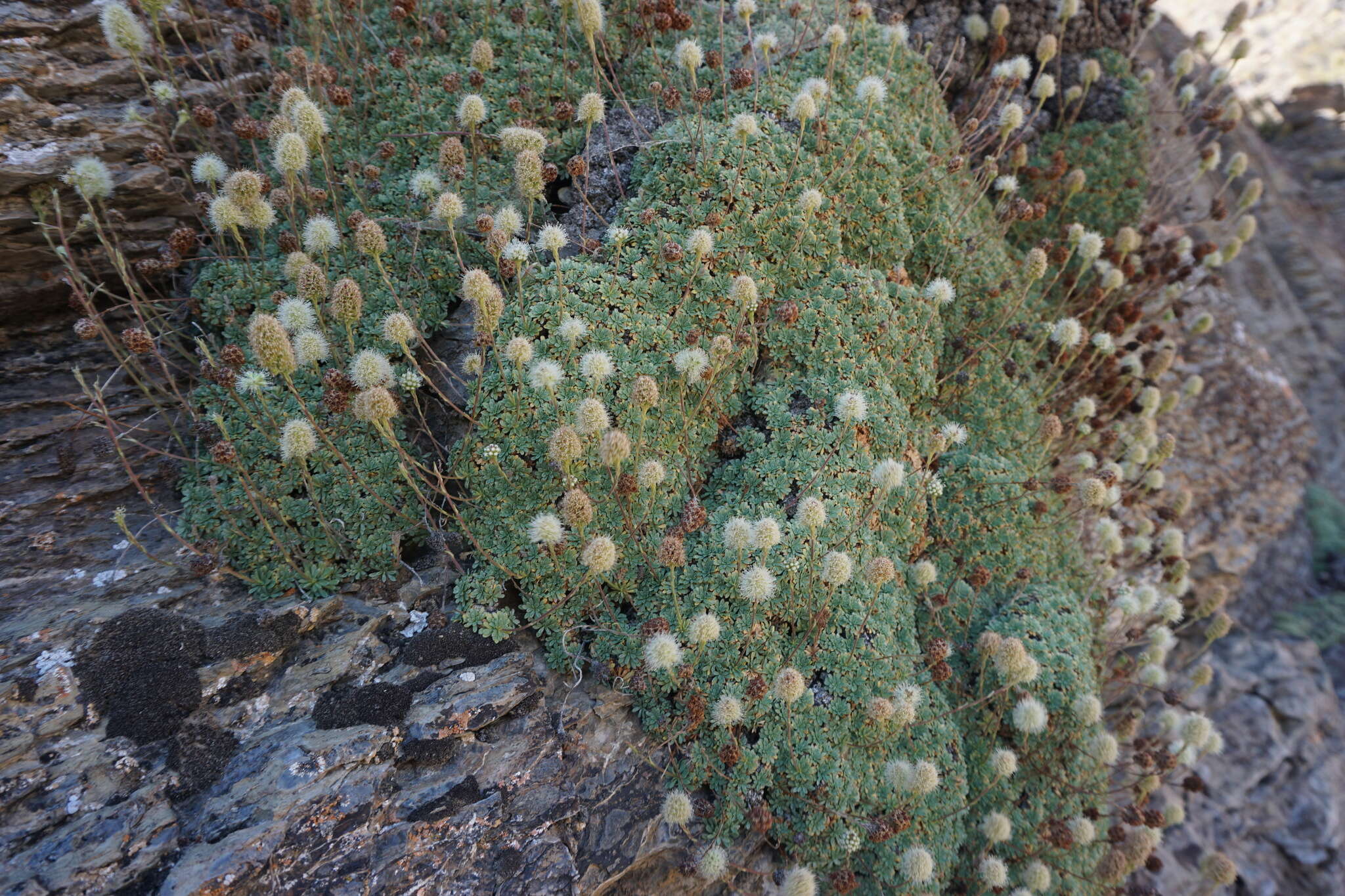 Image of Petrophytum caespitosum subsp. caespitosum