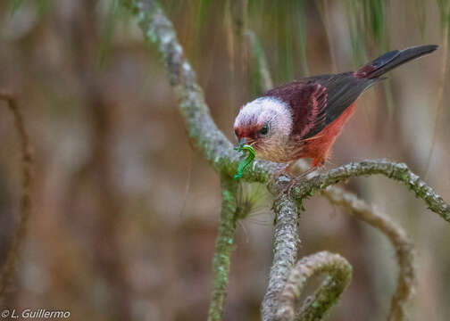 Image of Pink-headed Warbler