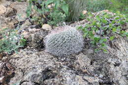 Image de Mammillaria mystax Mart.