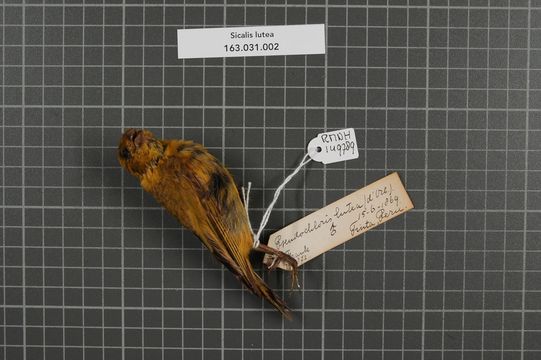 Image of Puna Yellow Finch