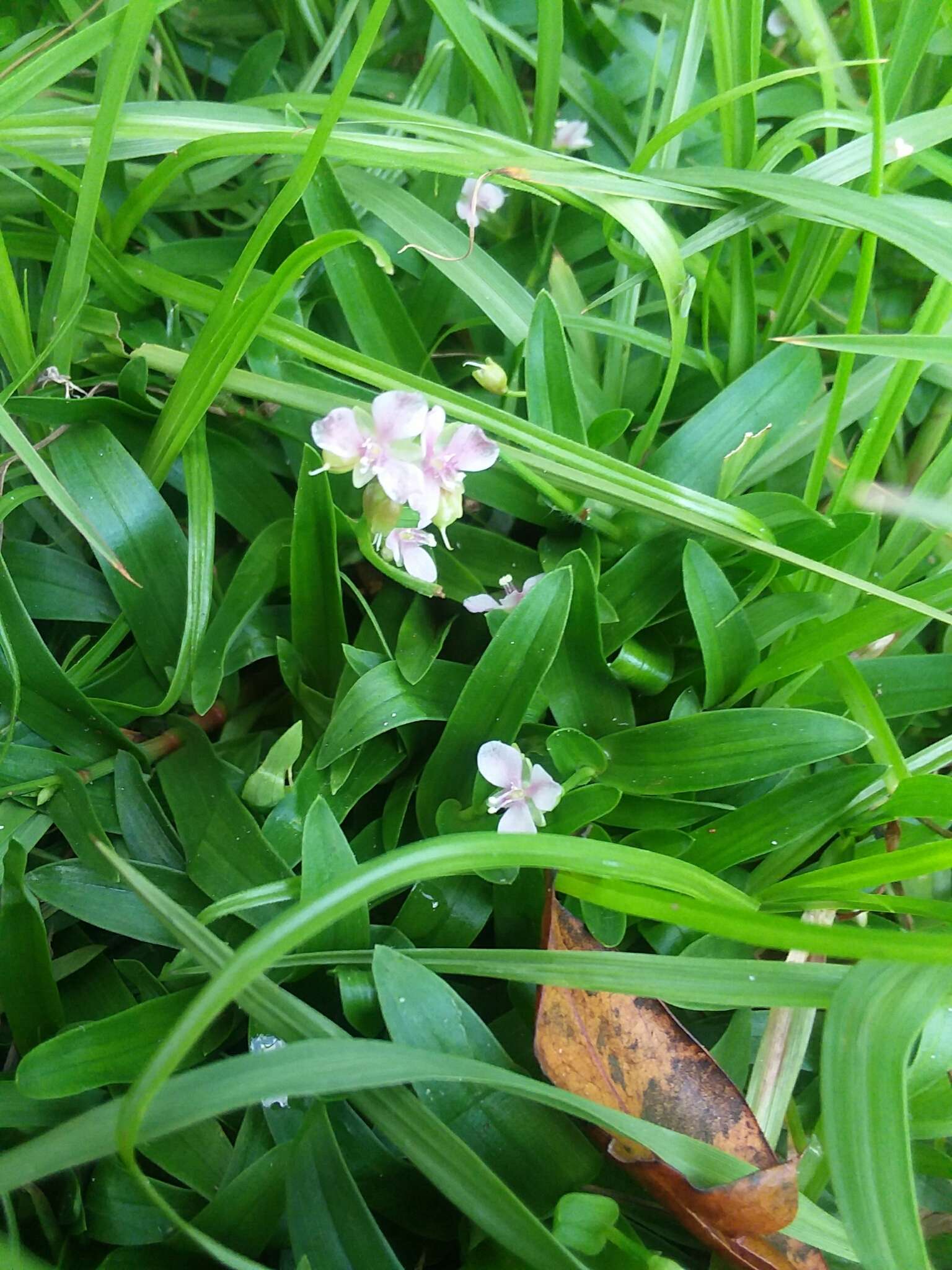 Sivun Murdannia nudiflora (L.) Brenan kuva