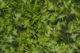 Image of Duckweed