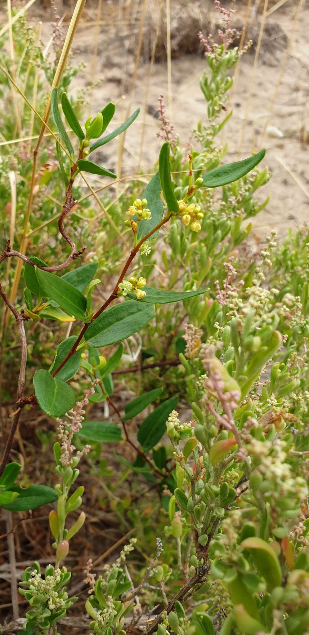 Image of Muehlenbeckia gunnii (Hook. fil.) Walp.