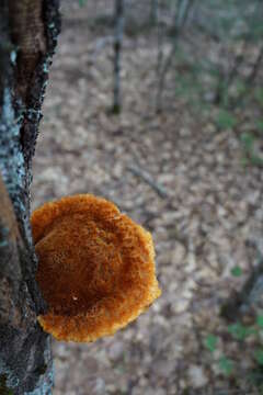 Image de Polypore hérissé