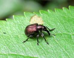 Image of Plum Borer