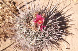 Image of Ferocactus fordii subsp. fordii