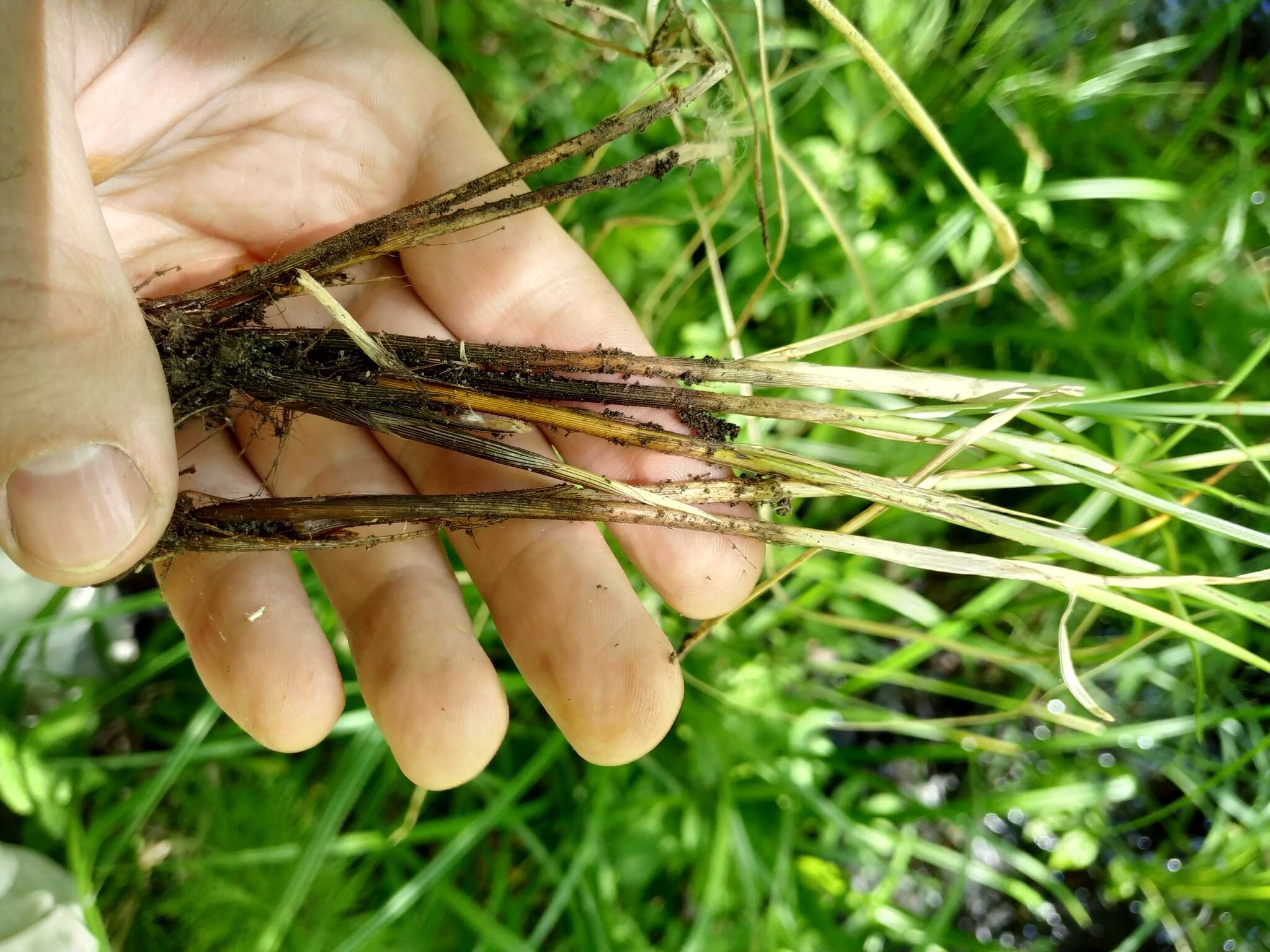 Image of fibrous tussock-sedge