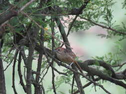 Image of Sphenoeacus afer natalensis Shelley 1882