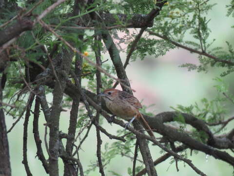 صورة Sphenoeacus afer natalensis Shelley 1882