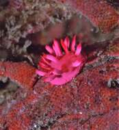 Image of Okenia atkinsonorum Rudman 2007