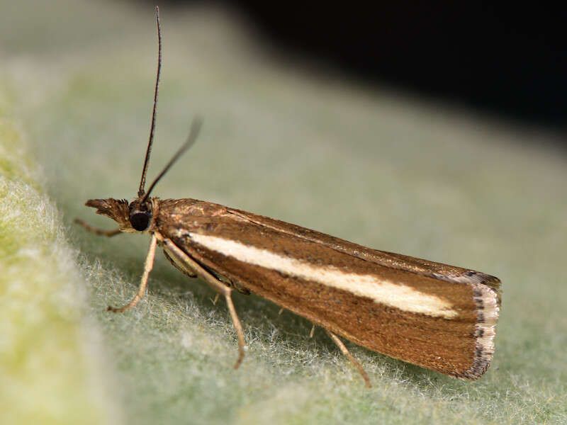 صورة Catoptria radiella Hübner (1810)