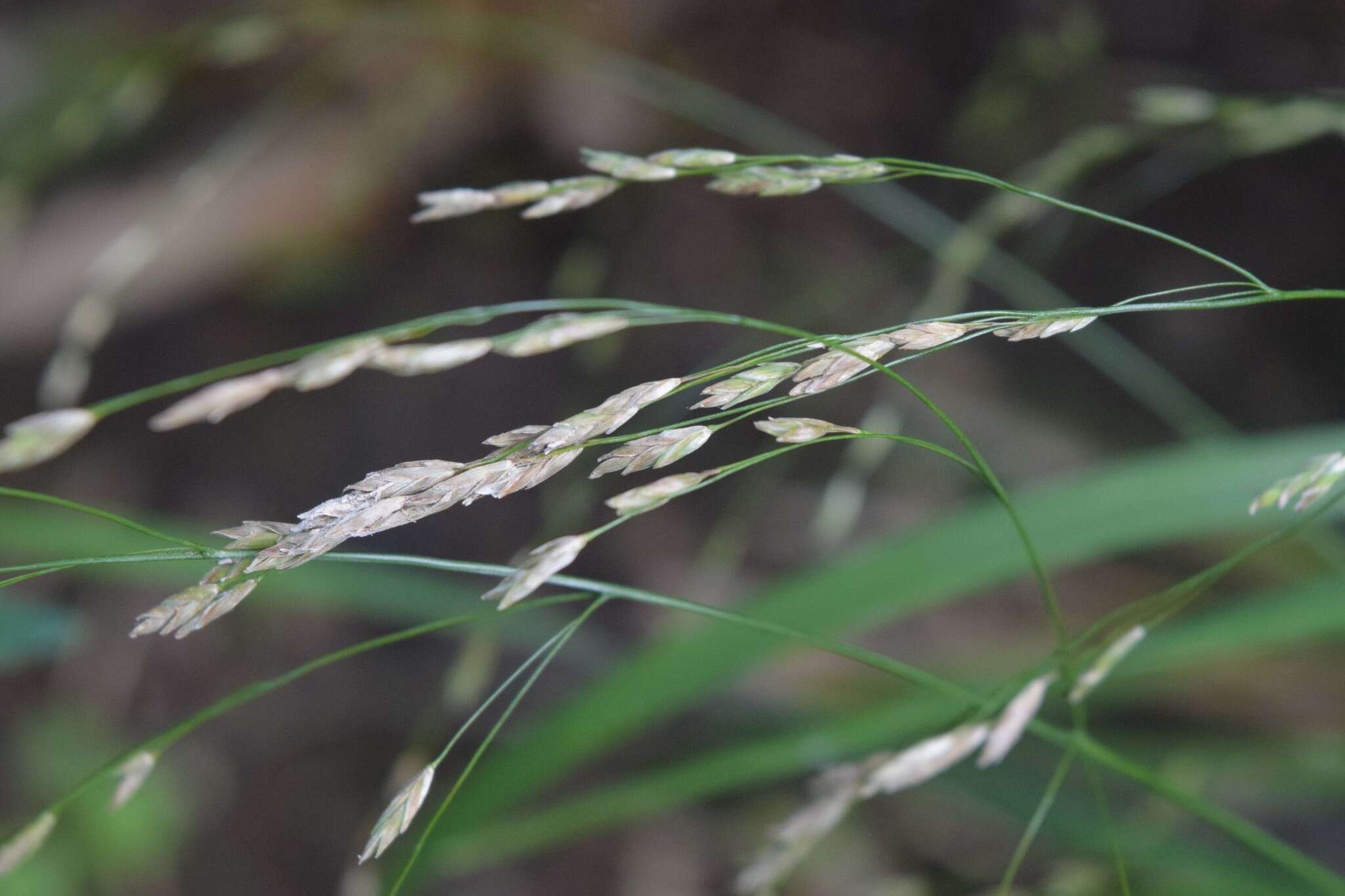 Image of Glyceria alnasteretum Kom.