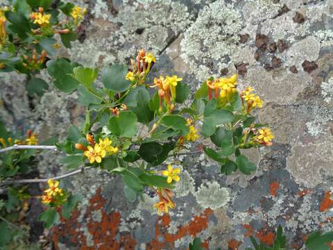 Image of golden currant