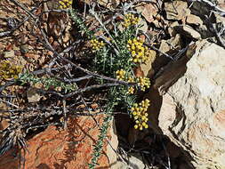 Image of <i>Helichrysum <i>rosum</i></i> var. rosum