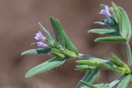 Слика од Buglossoides incrassata subsp. permixta (Jord.) L. Cecchi & Selvi