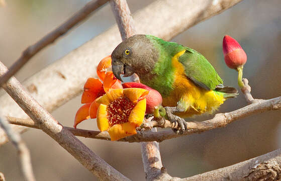 Слика од Poicephalus senegalus (Linnaeus 1766)