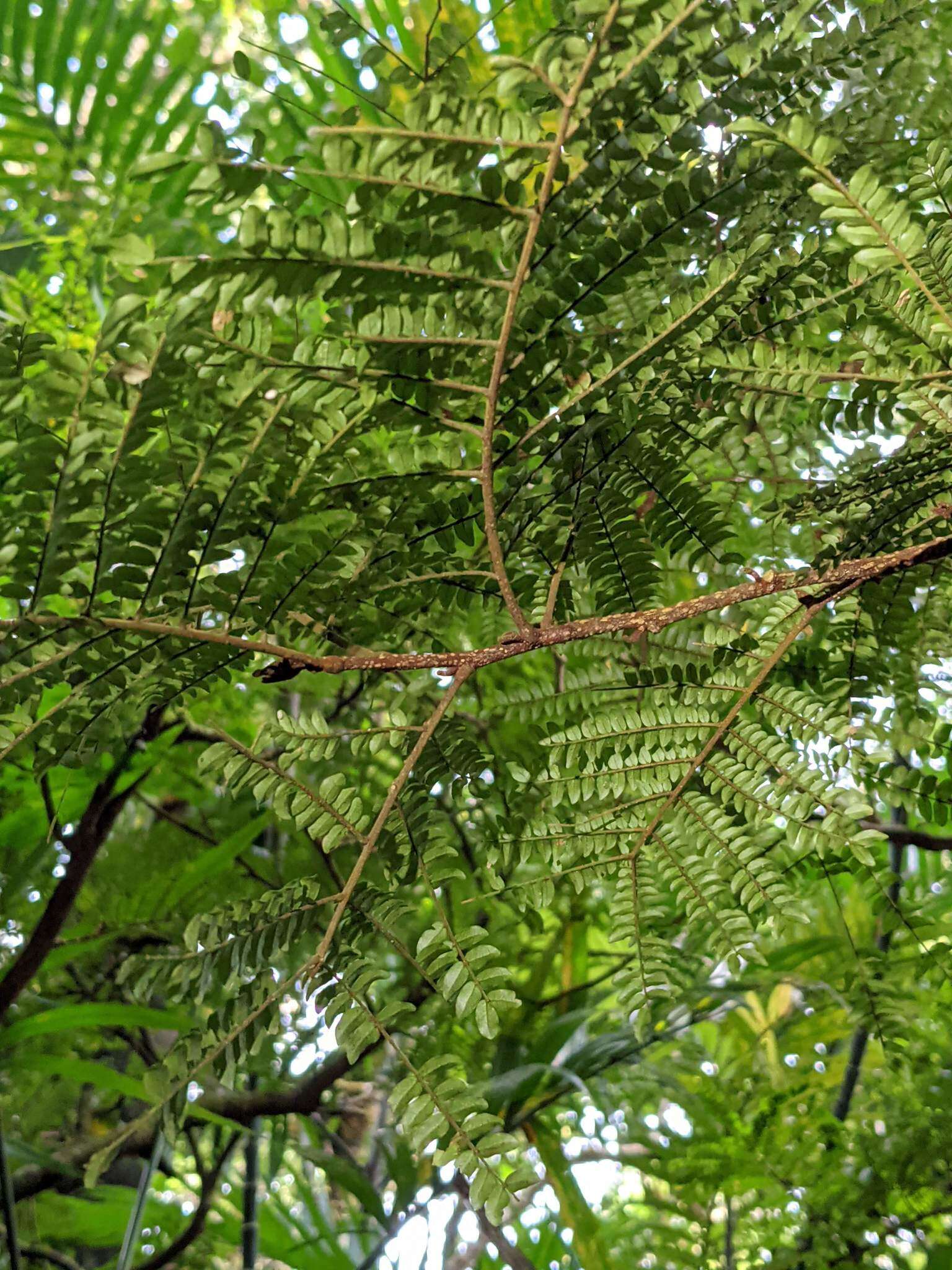 Image de Cojoba costaricensis Britton & Rose