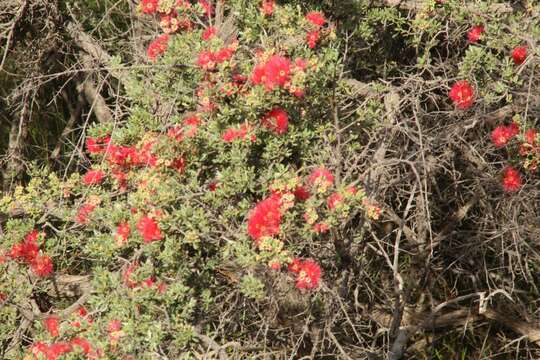 Image of Kunzea pulchella (Lindl.) A. S. George