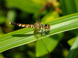 Image de Nannophya pygmaea Rambur 1842