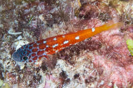 Image of Lantana dwarfgoby