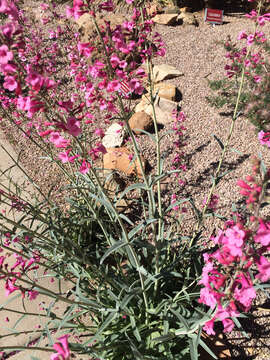 Слика од Penstemon parryi A. Gray