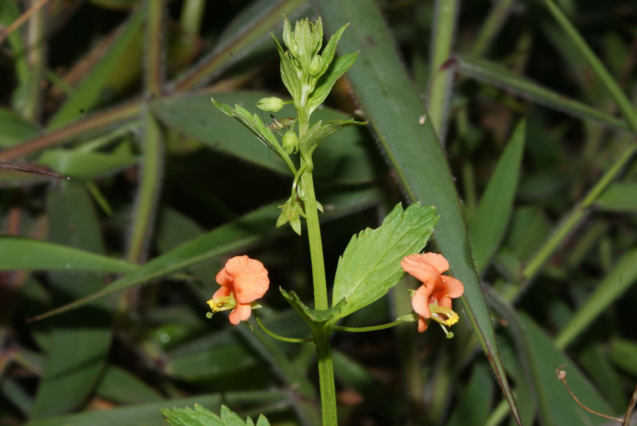 Image of Alonsoa meridionalis (L. fil.) Kuntze