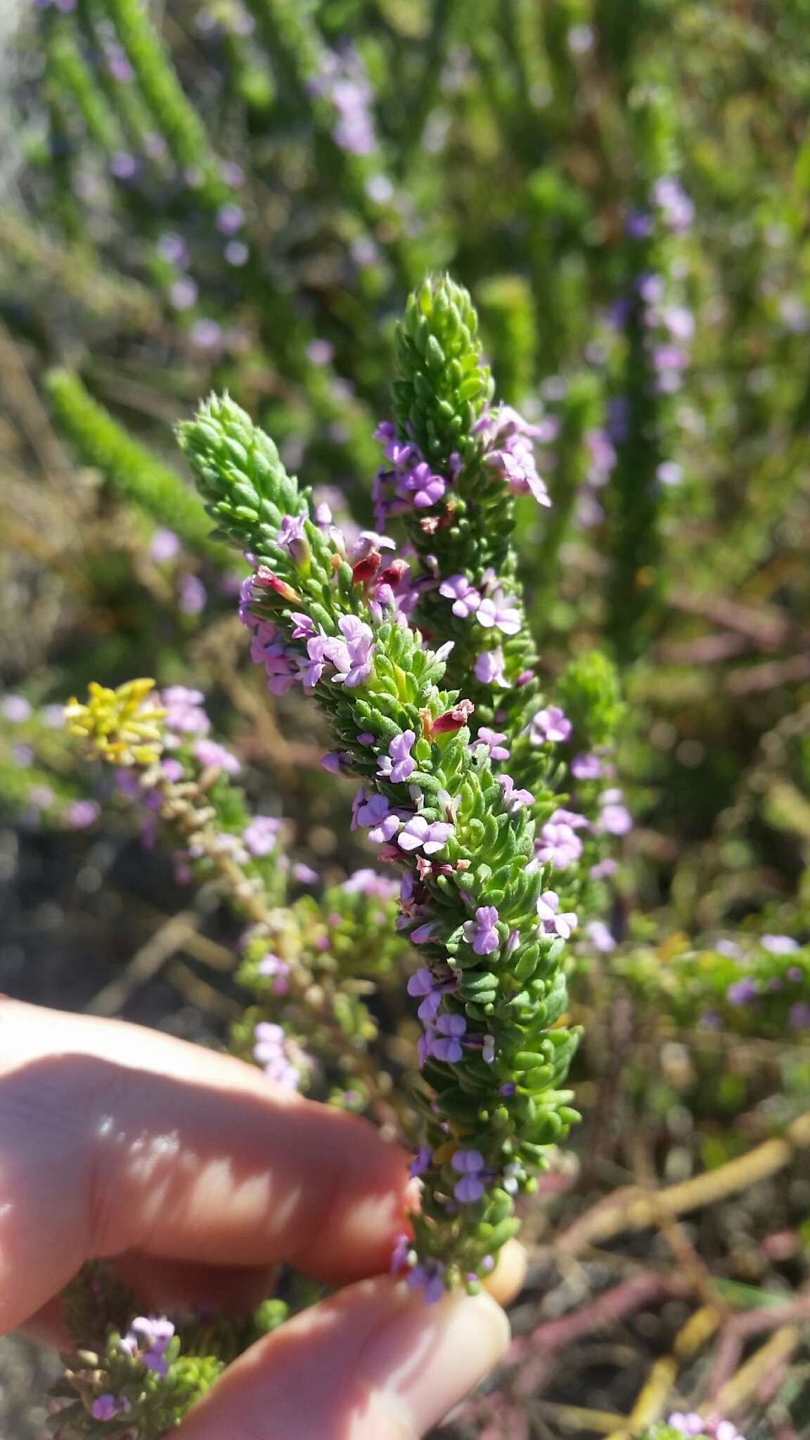 Image of Muraltia mitior (Berg.) Levyns ex Fourc.