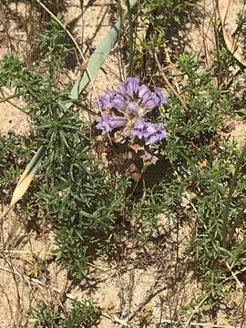 Image of Phelipanche arenaria (Borkh.) Pomel