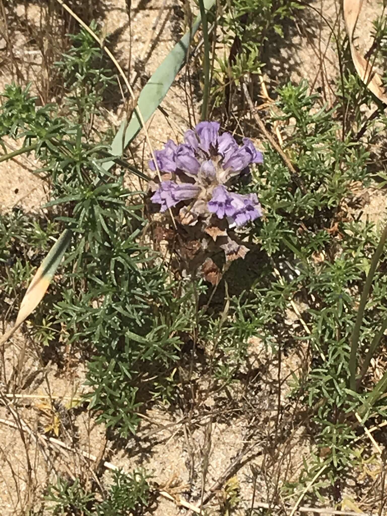 Image de Phelipanche arenaria (Borkh.) Pomel