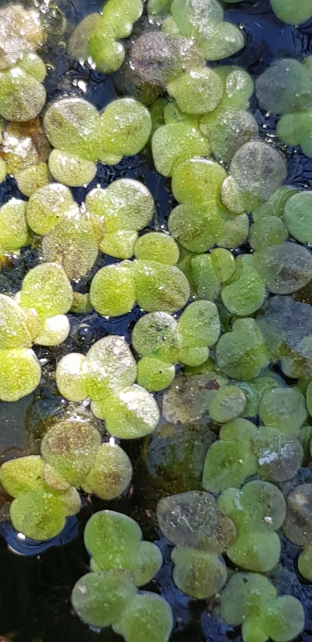 Image of Fat Duckweed